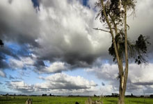 广厦恐无缘夺冠，辽宁四王出世，危险了.